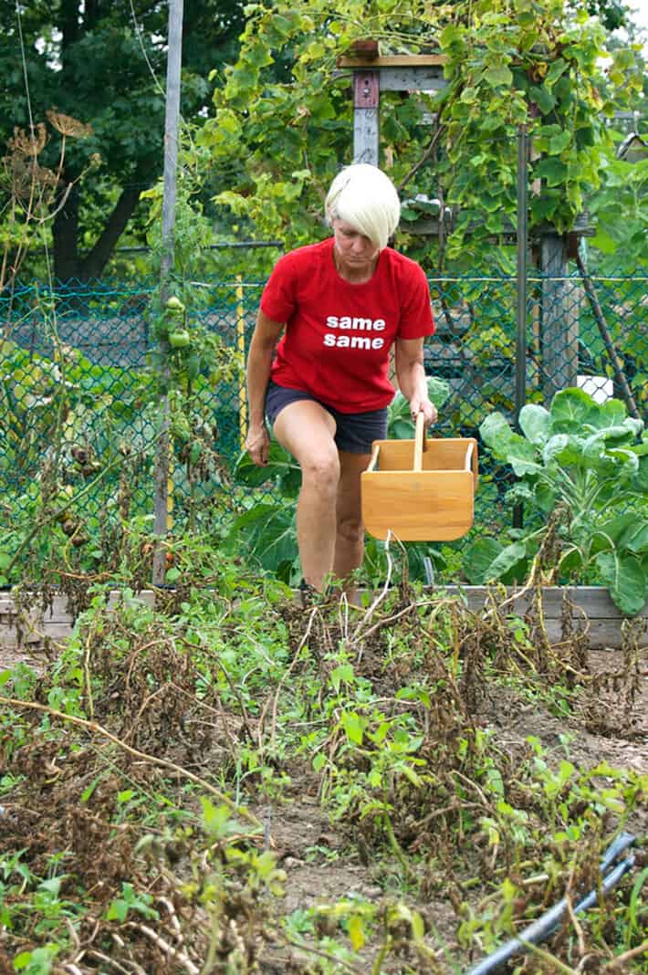 Karen Bertelsen wades through a dying bed of potato plants for digging.