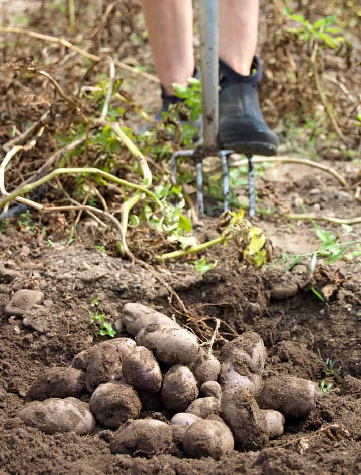 potato harvest the art of doing stuff
