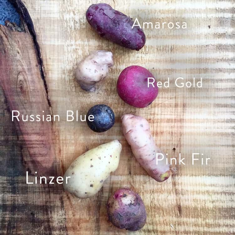 heirloom potato varieties