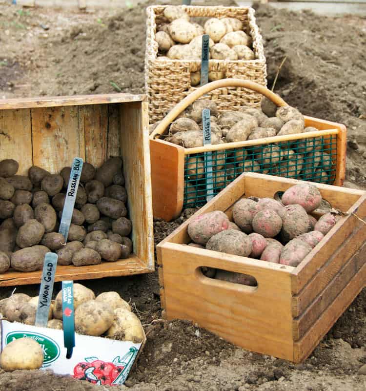 potato harvest the art of doing stuff