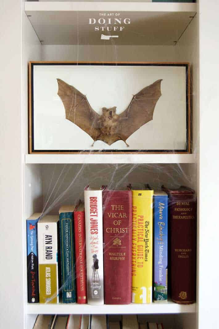 Dried bag displayed in a bookcase with cobwebs.