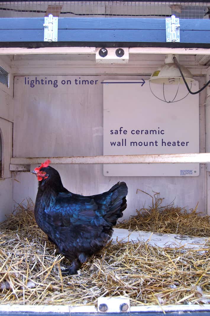 Winterize A Chicken Coop 6 Easy Steps To Keeping Your Chickens Warm