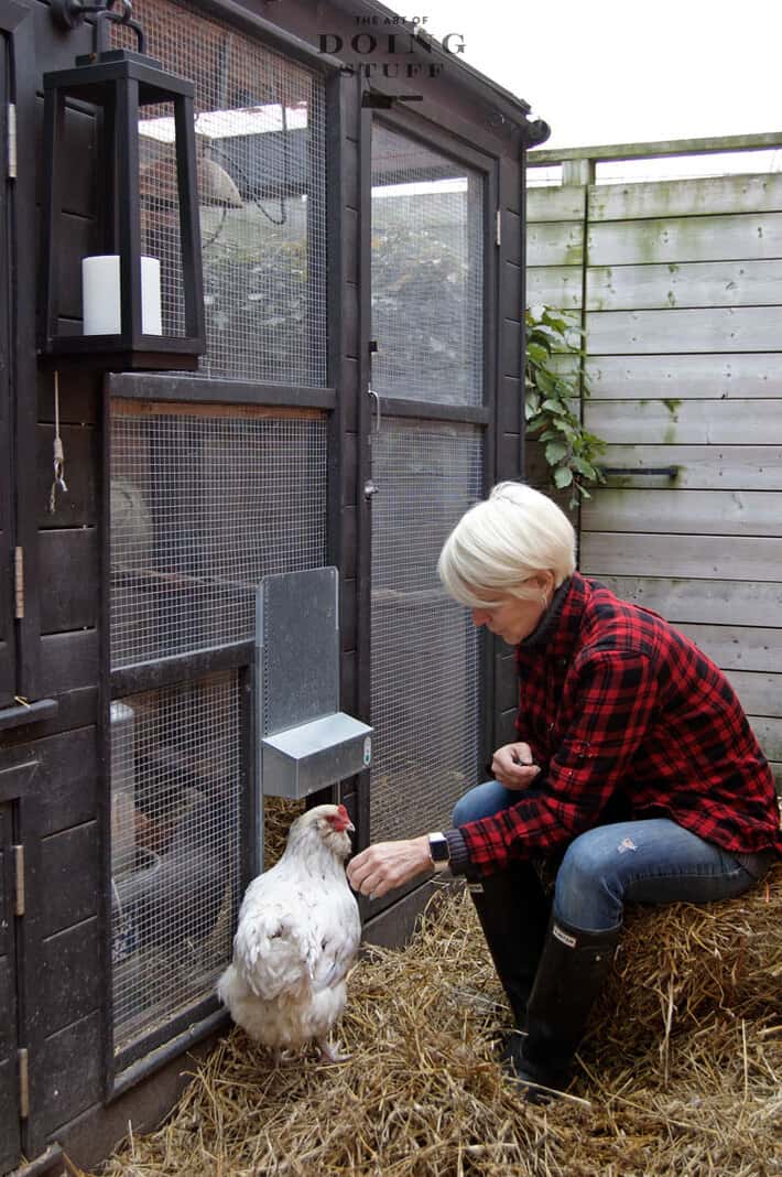 How to Turn a Horse Stall Into a Chicken Coop - Meyer Hatchery Blog