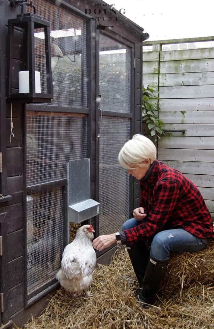 Insulating Your Coop! 