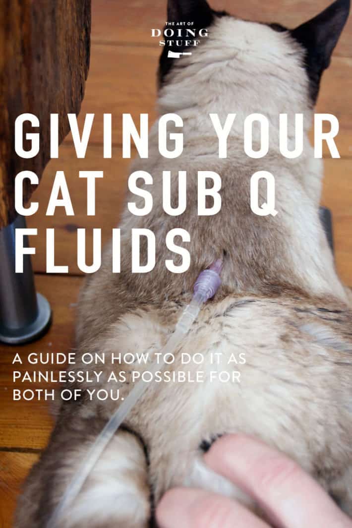 Giving Subcutaneous Fluids to Older Cats.