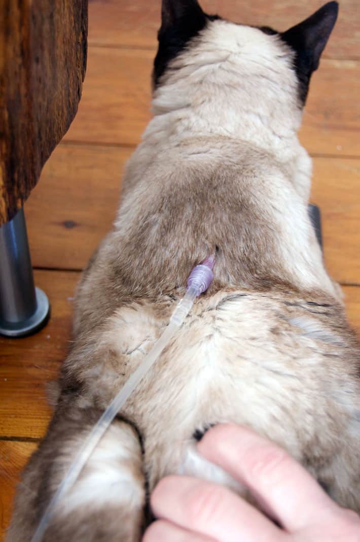 Siamese cat gets subcutaneous fluids at home.