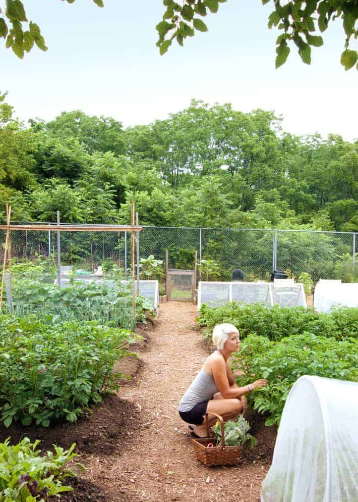 Gardening isn't just good physically good for you, it's GREAT for your mental health. Very large garden full of raised beds with cedar mulch pathways, blonde woman crouched with wicker basket gathering lettuce.