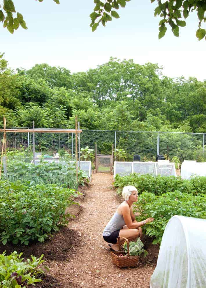 Very large garden full of raised beds with cedar mulch pathways, blonde woman crouched with wicker basket gathering lettuce.