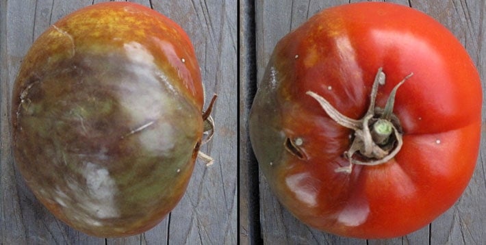 Red tomato affected by late blight with discolouration and rotting.