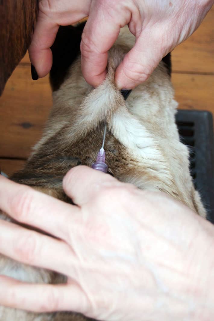 Needle being inserted into a tent of skin on a renal failure cat's neck.