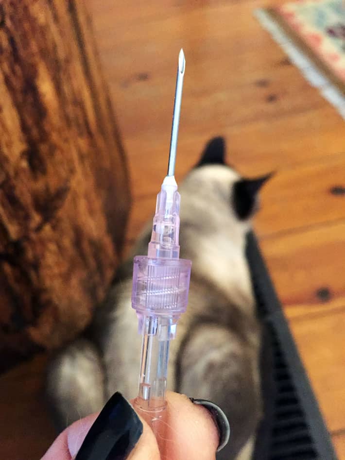 Subq needle for giving fluid to a cat is shown with the hole of the needle pointing upwards.