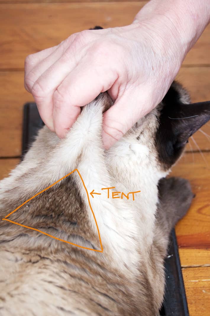 A woman's hand holds a Siamese cat by the scruff of the neck creating a tent for inserting the needle for fluids at home.