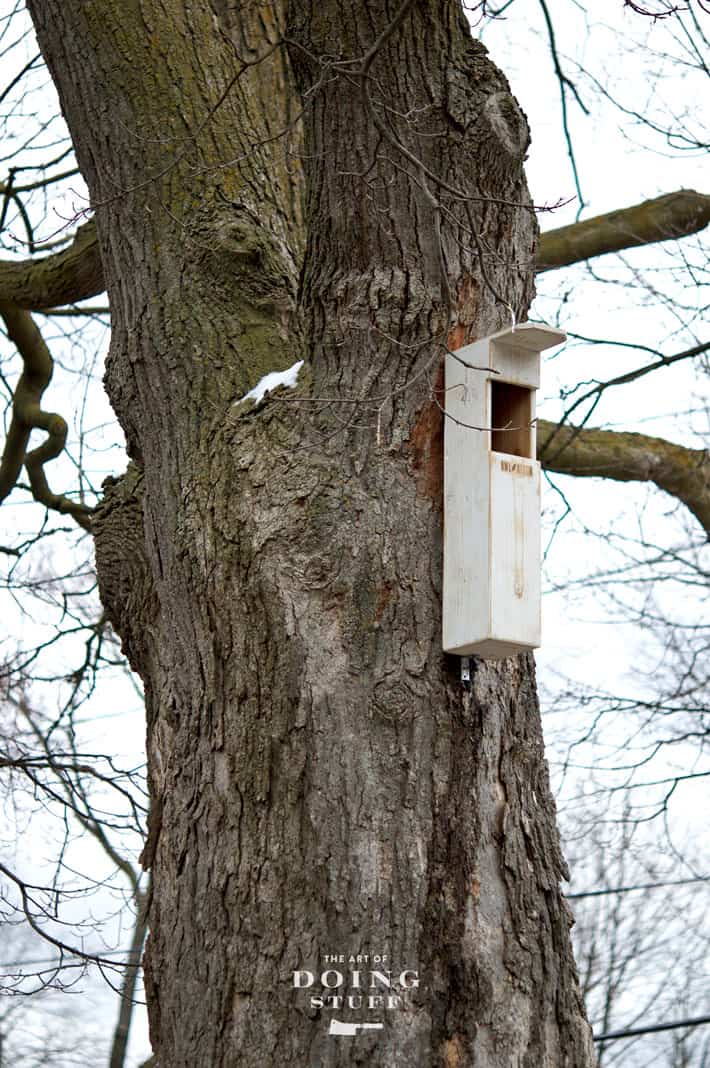 A white screech owl box hangs 10' from the ground on a maple tree.