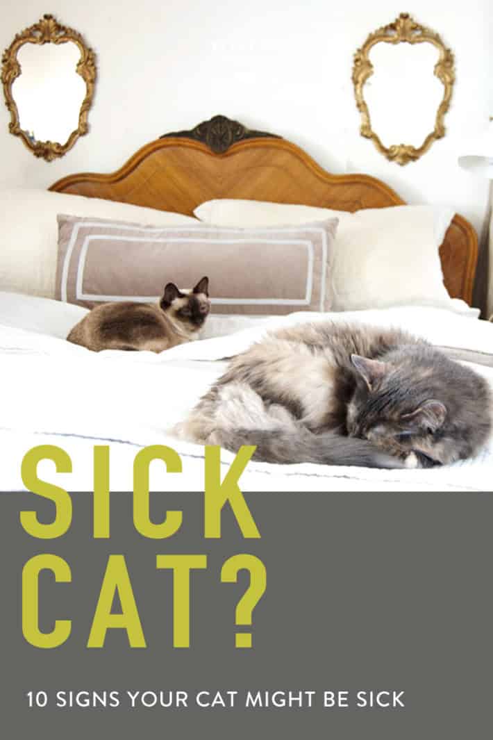 10 Subtle Signs You Have a Sick Cat.