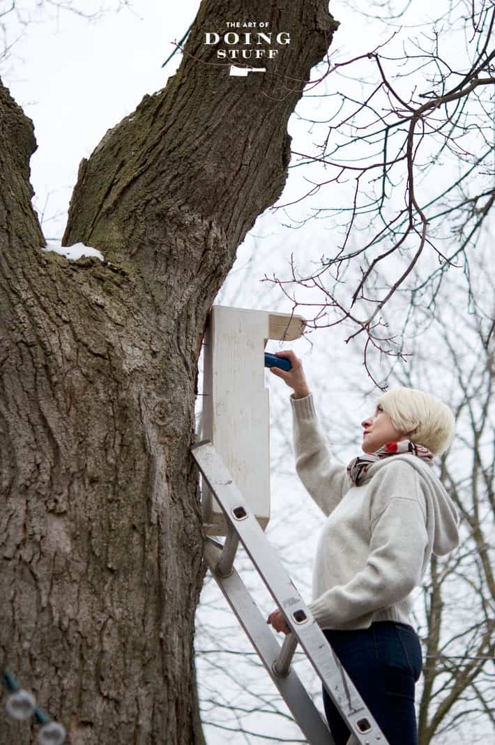 Screwing a whitewashed screech owl box onto a maple tree.