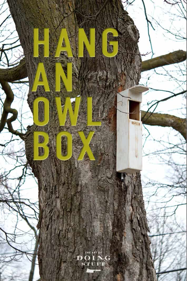 How to Hang an Owl Box. Again.
