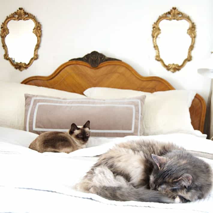 Traditional siamese and dilute calico rescue cat laying on antique bed with white linen sheets.