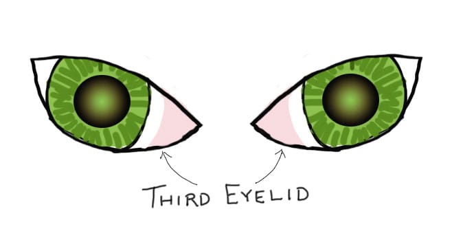 Coloured drawing of cat eyes, showing the third eyelid that comes out from the inside corner of the eyes.