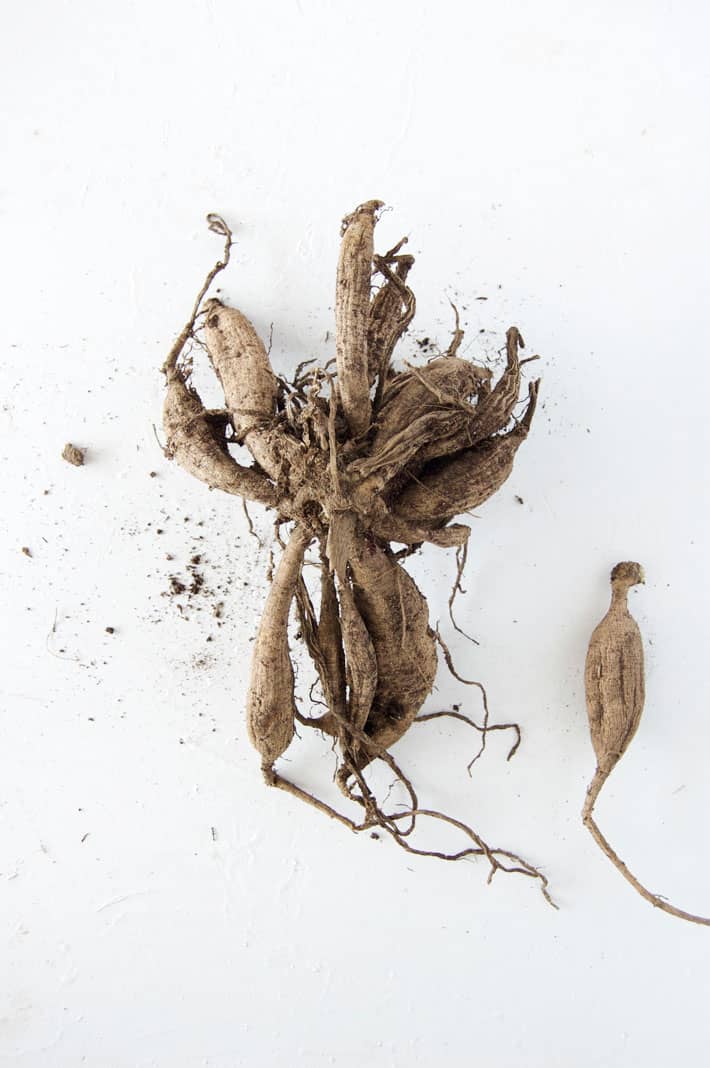 A large clump of washed dahlia tubers on a white table.
