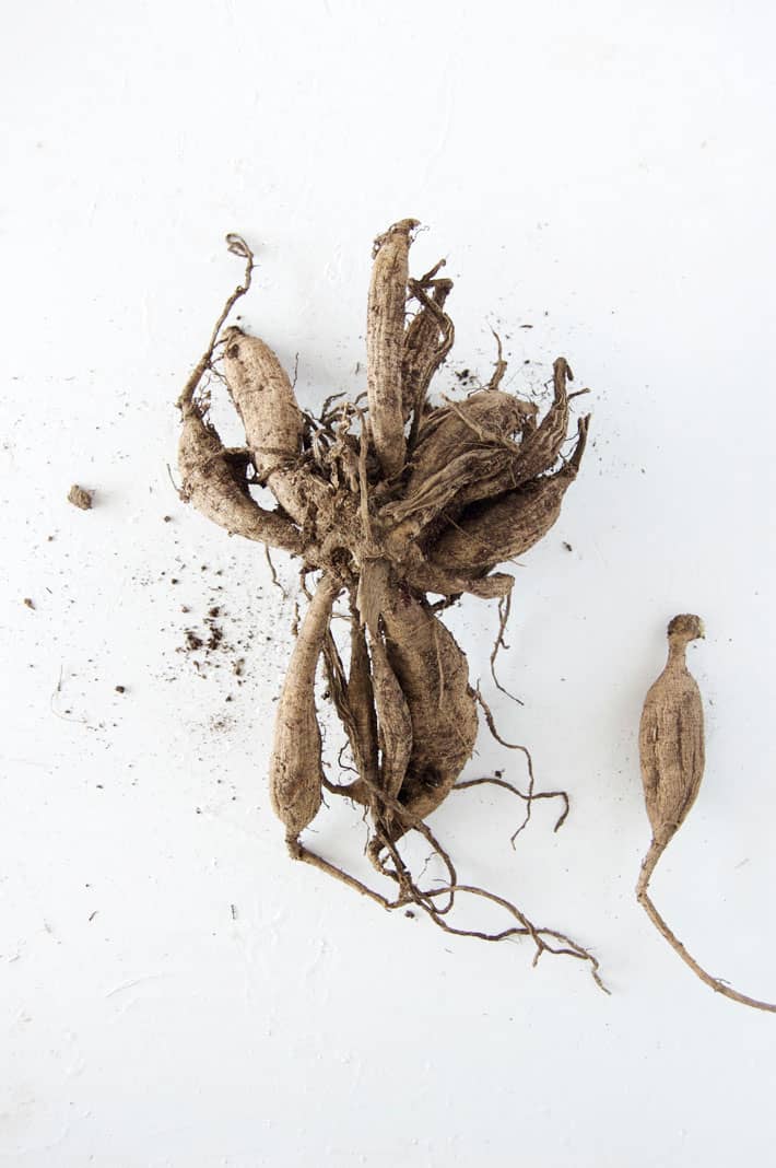 How To Plant Dahlia Tubers In The Ground how-to-plant-dahlia-tubers-the-flowering-farmhouse