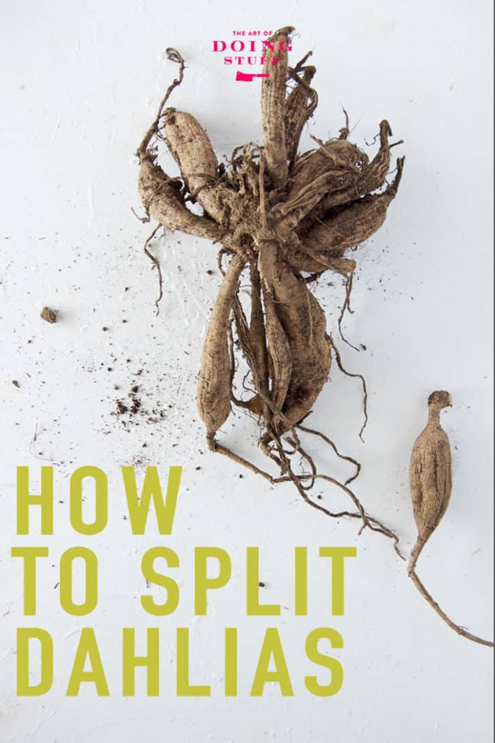 How to Dig, Divide & Store Dahlia Tubers