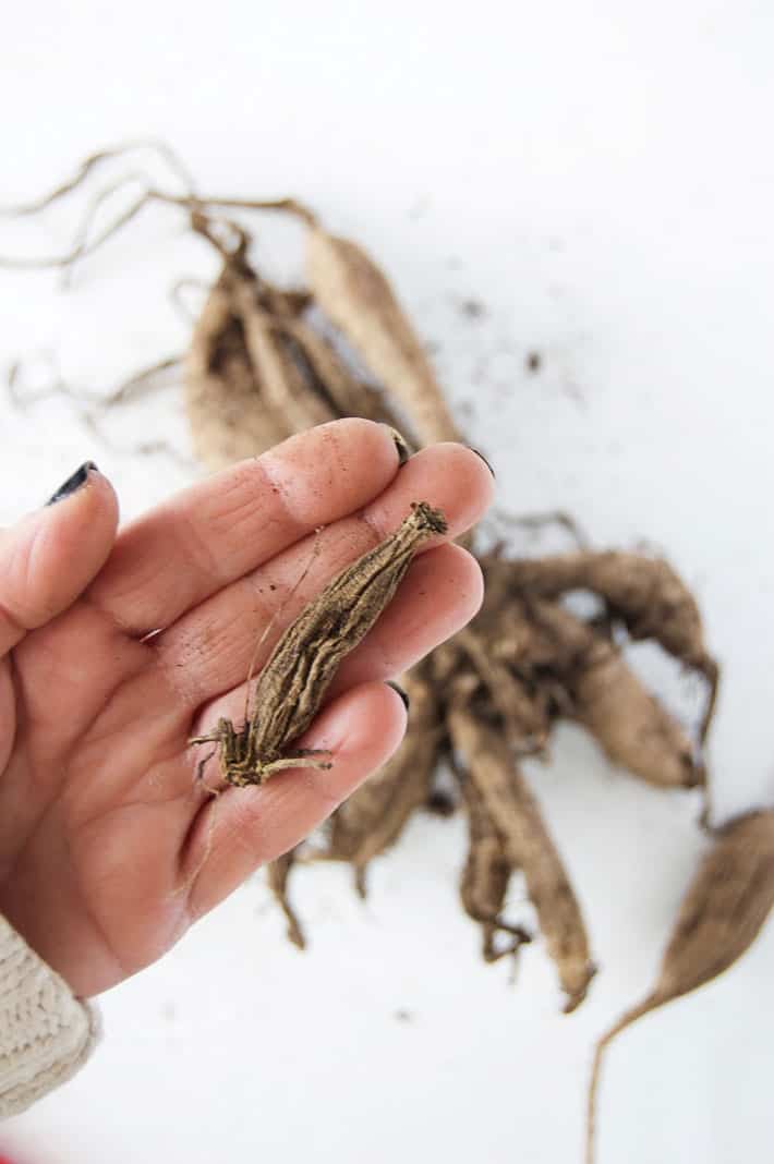 Withered dahlia tuber in the palm of a hand.