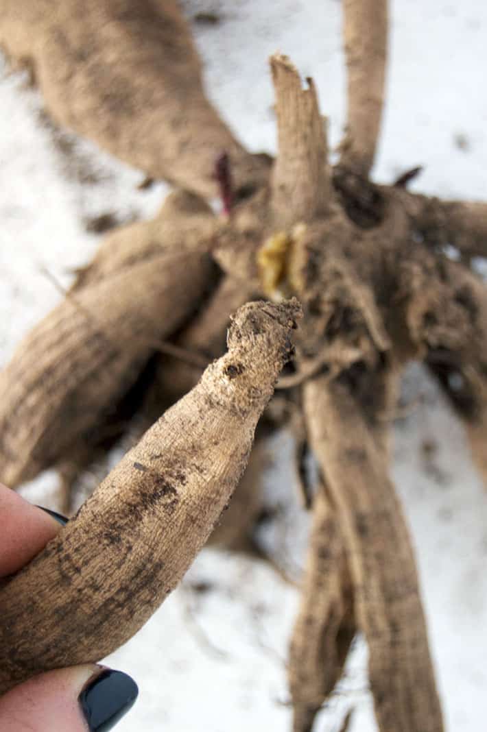 Visible dahlia tuber eye on the neck.