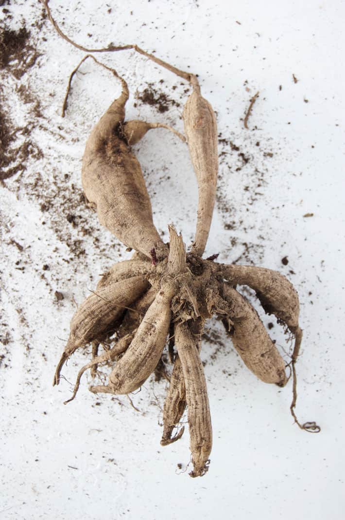 Large clump of dahlia tubers ready for splitting.