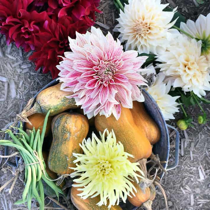 Galvanizewd bucket with honeynut squash and dahlias.