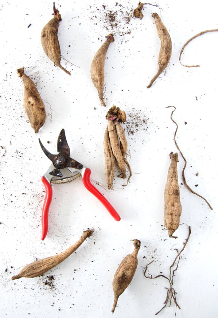 Red handled Felco pruners with divided dahlia tubers surrounding them.