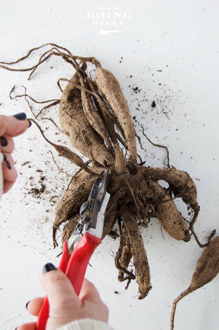 Cutting withered tuber from clump.