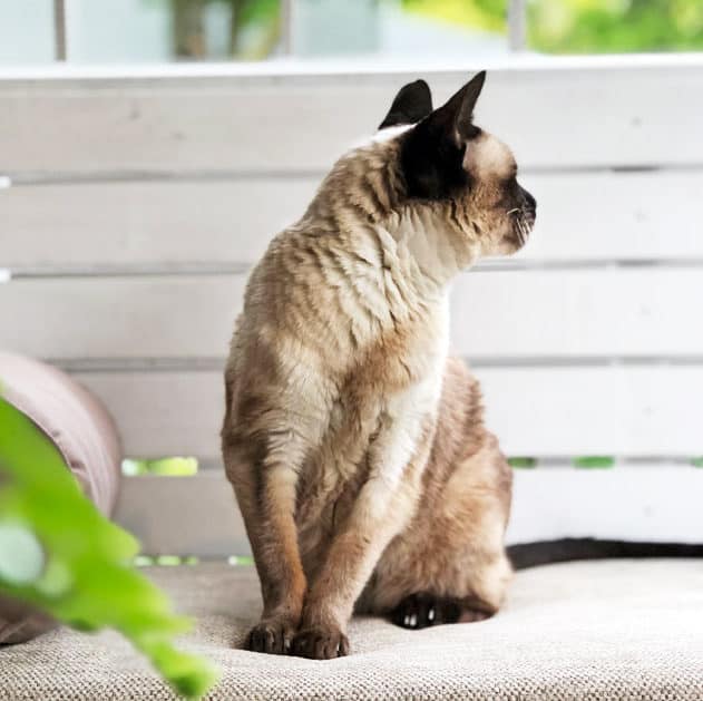 Traditional Siamese cat sitting on white porch swing.