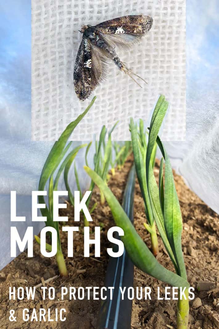 If You Grow Leeks, Onions or Garlic You NEED To Do This Right Now.