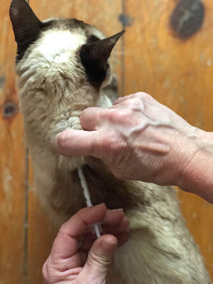 Injecting Siamese cat with B12 at her scruff.