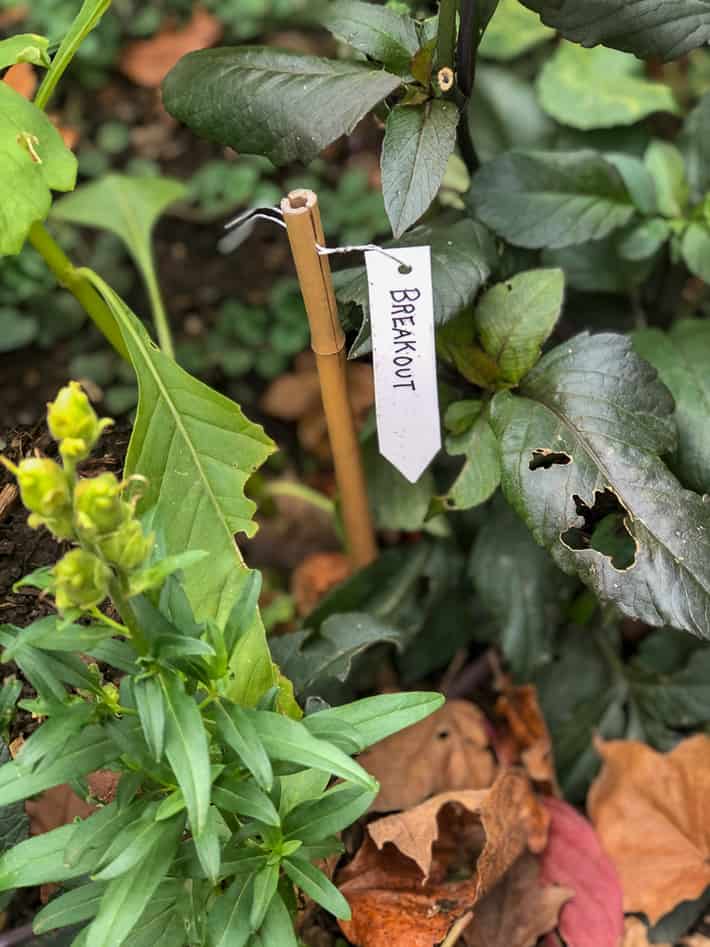 Small dahlia tag on bamboo stick in the garden.