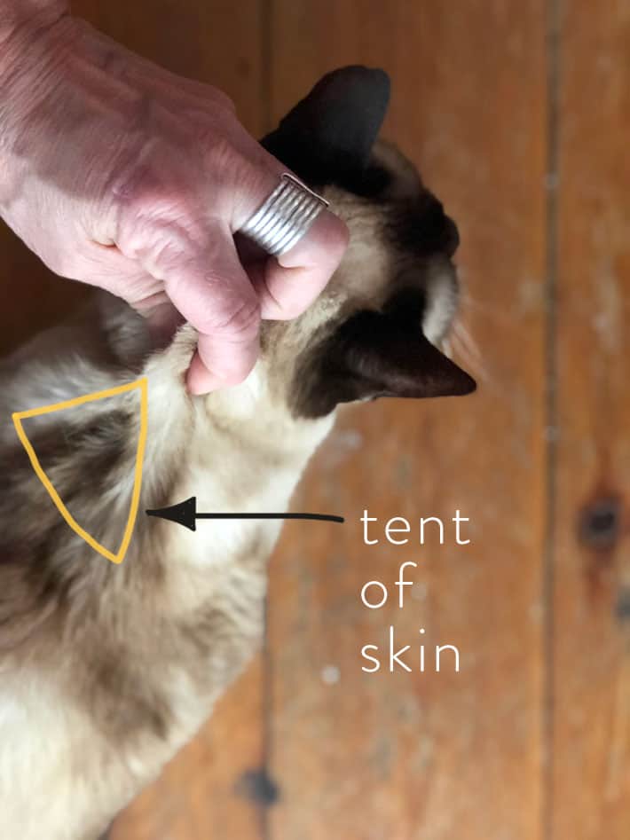 Cat's neck scruff being pulled upwards to create a tent of skin at her neck.