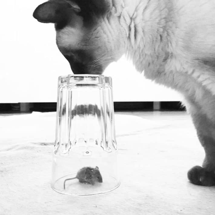 Siamese cat with her nose pressed to a glass that's tipped over, holding a mouse.