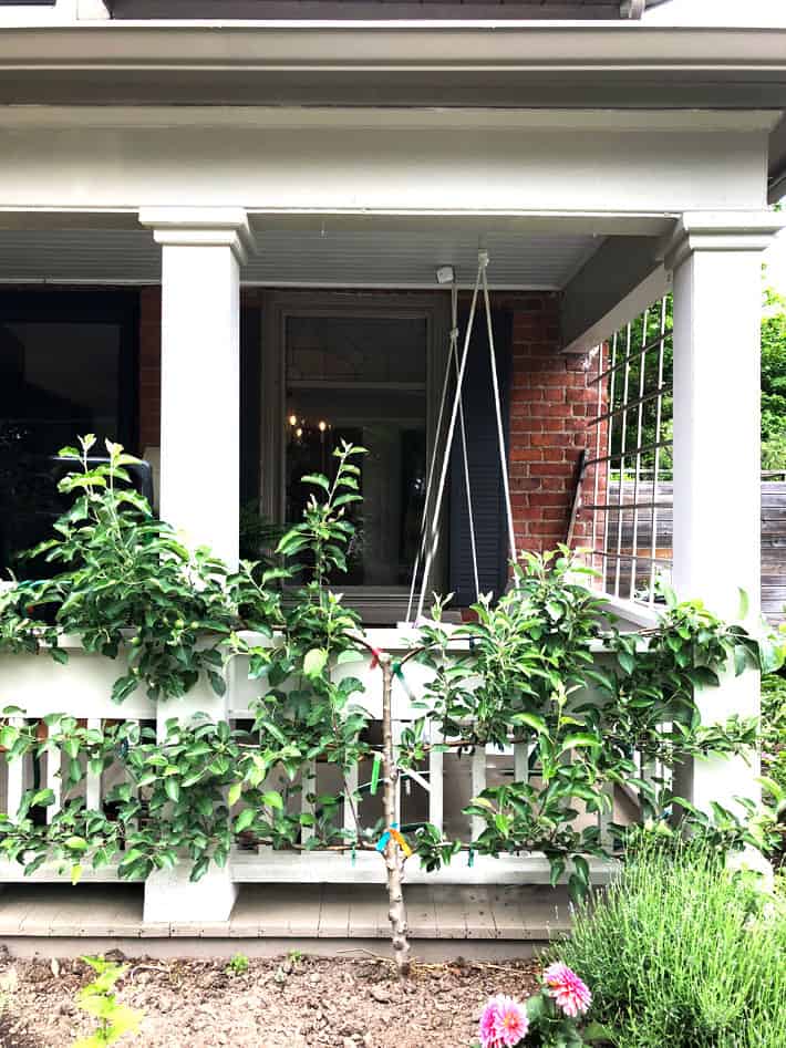 3 tier apple espalier on white porch.