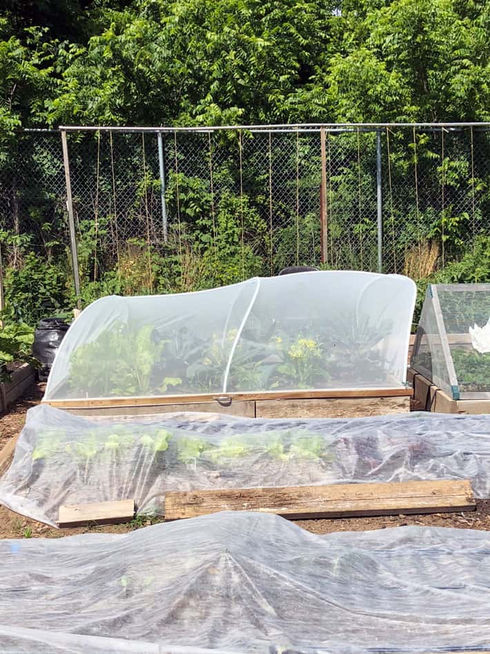 The DIY Hinged Hoop House An Update The Art Of Doing Stuff the-diy-hinged-hoop-house-an-update-the-art-of-doing-stuff