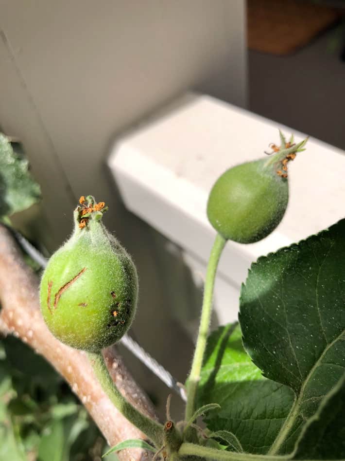 Scarred apple beside smaller clean apple on apple tree branch.