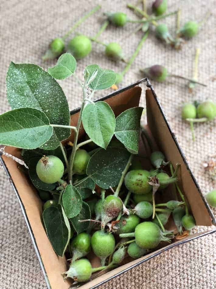 Apples that have been thinned out in wood, pint fruit basket.