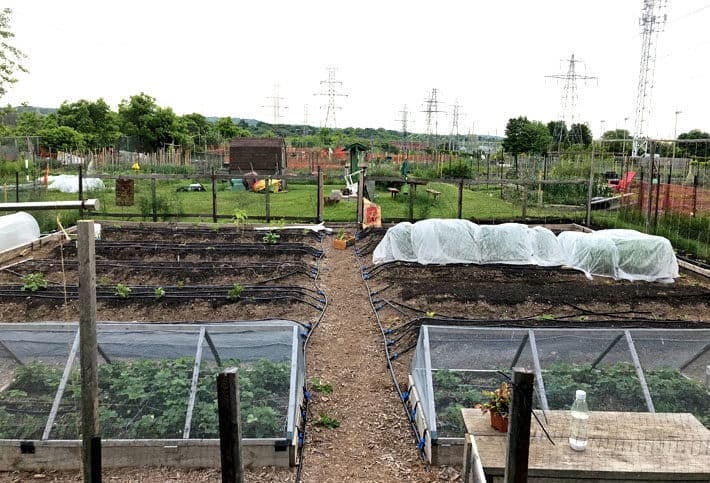 Full shot of 40'x40' garden with row cover, hoop houses and cages for vegetable protection.