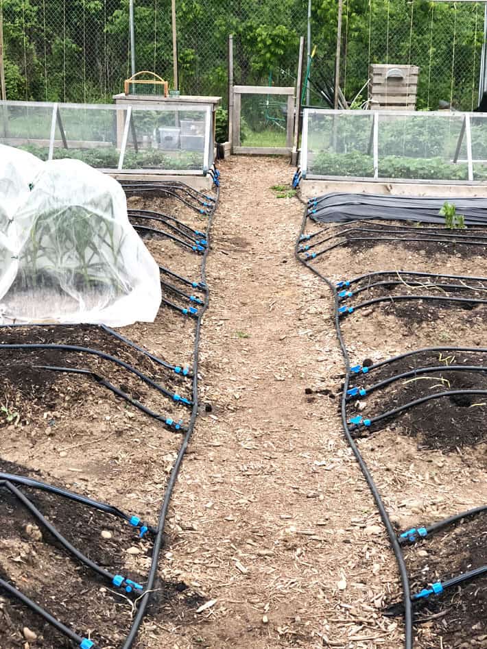 Drip system running to raised vegetable beds off of central path.