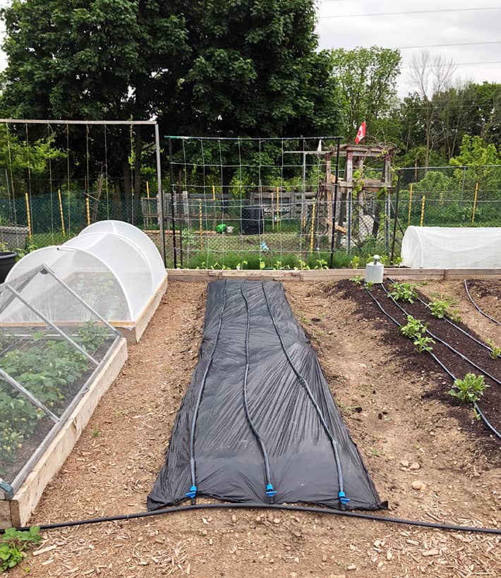 Tidy vegetable garden with black biodegradable mulch for planting corn.