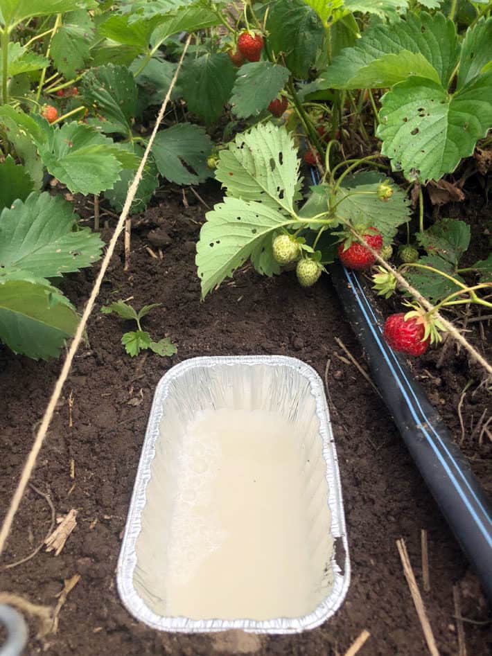 Aluminum dish filled with DIY slug bait in strawberry patch.