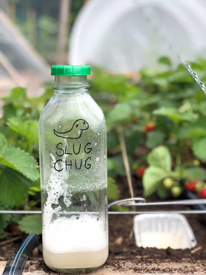 "Slug Chug". Milk bottle with slug bait sitting on strawberry patch bed.