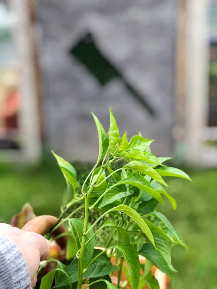 Small pepper seedlings sticking out of a vegetable trug. 