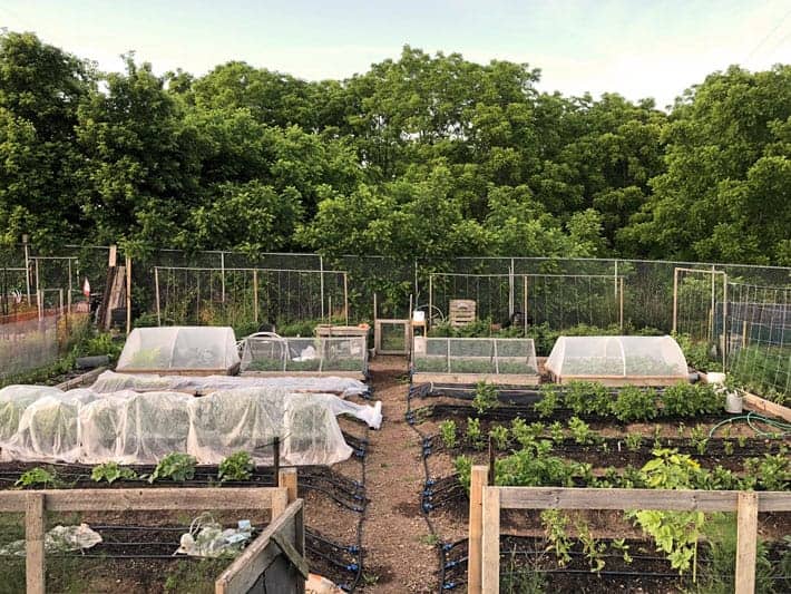 Large vegetable garden in June.