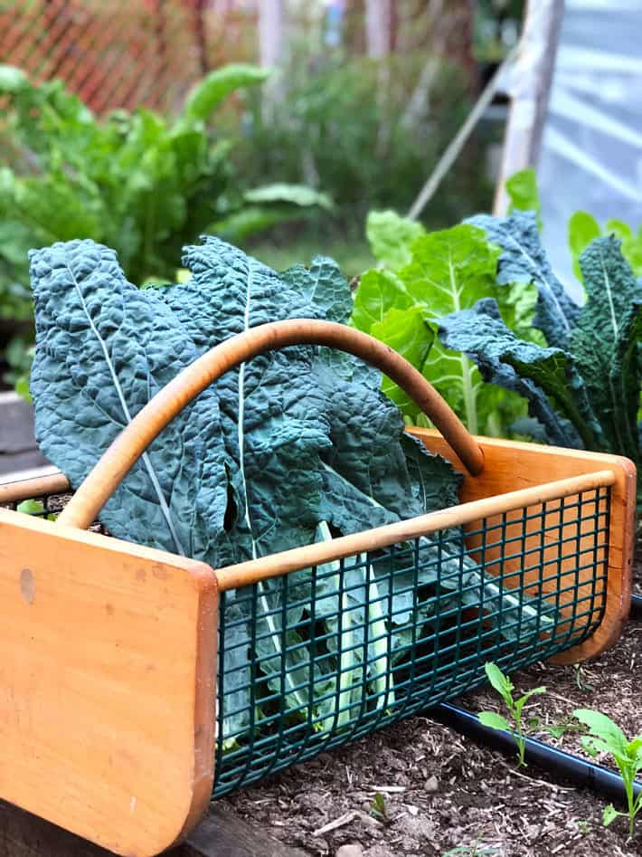 Black kale in wood vegetable trug. 