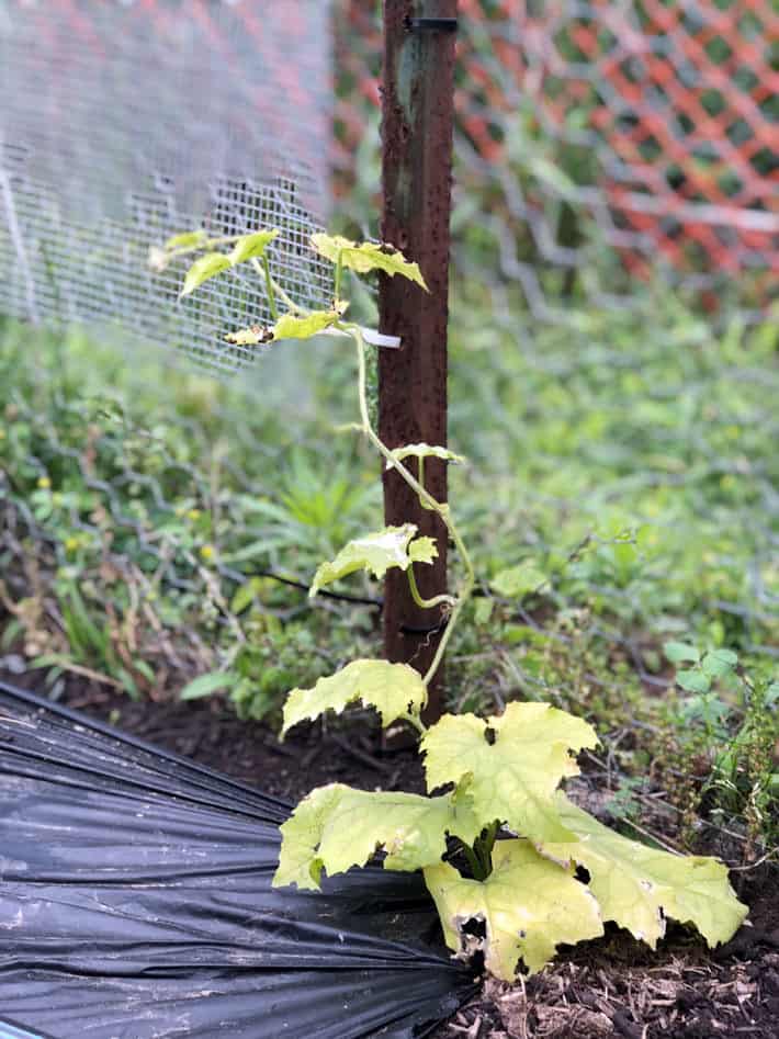 Sickly looking luffa plant.